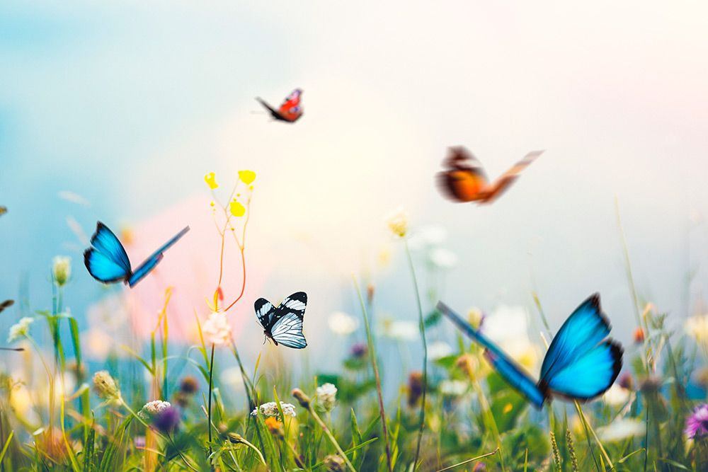 AGENDA PAPERBLANKS FED5839 2025 FP 12 / WILD FLOWERS / MIDI / DAY-AT-A-TIME